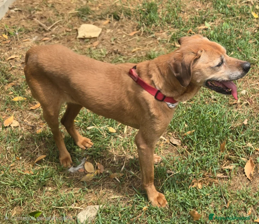 Meticcio cani in regalo: Seme 13 anni Taglia media  - Annuncio 4
