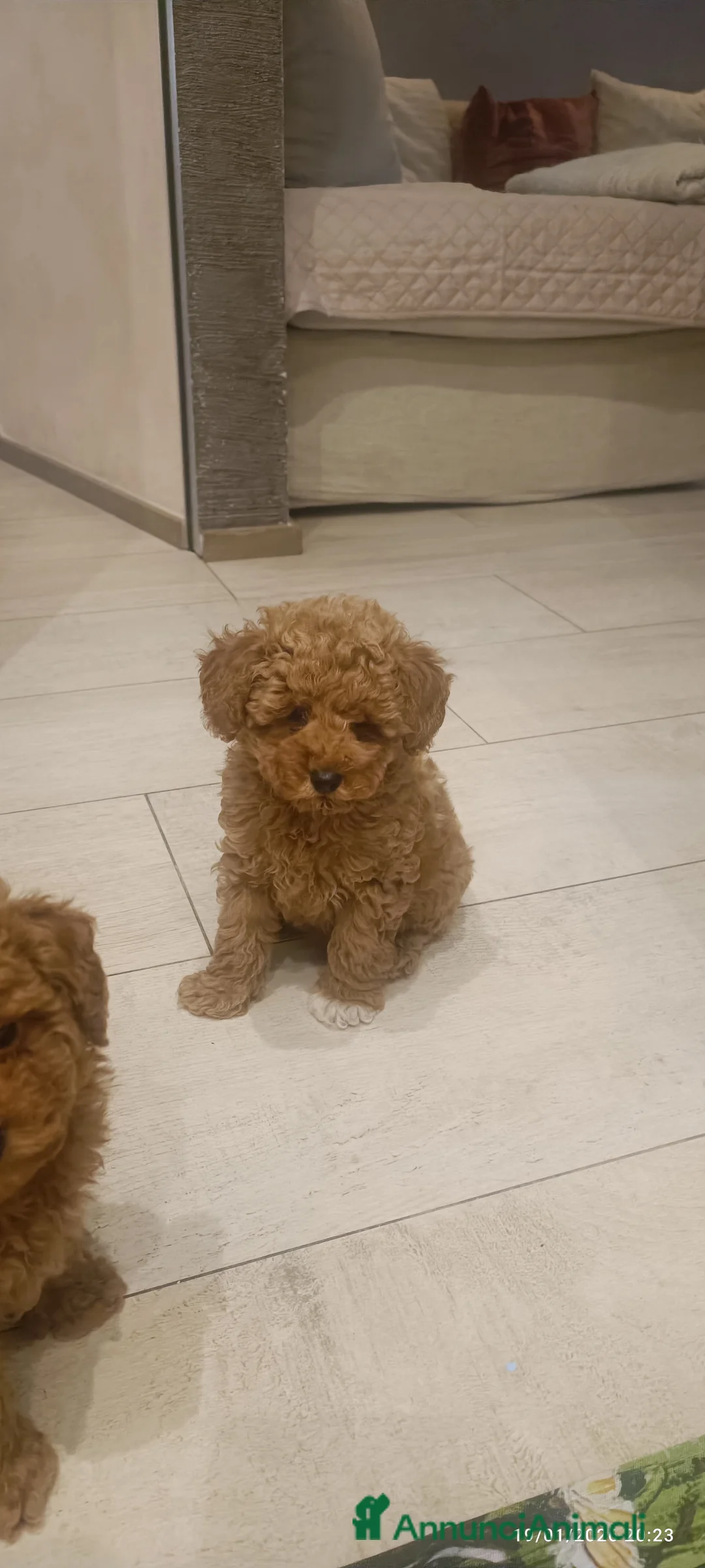 Barboncino Toy cani in vendita: Barboncini Toy disponibili  - Annuncio 7