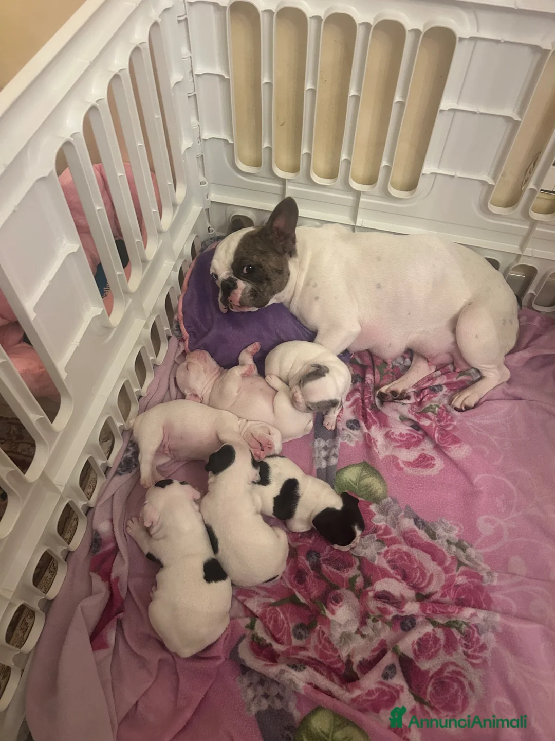 Bulldog Francese cani in vendita: Cuccioli  - Annuncio 2