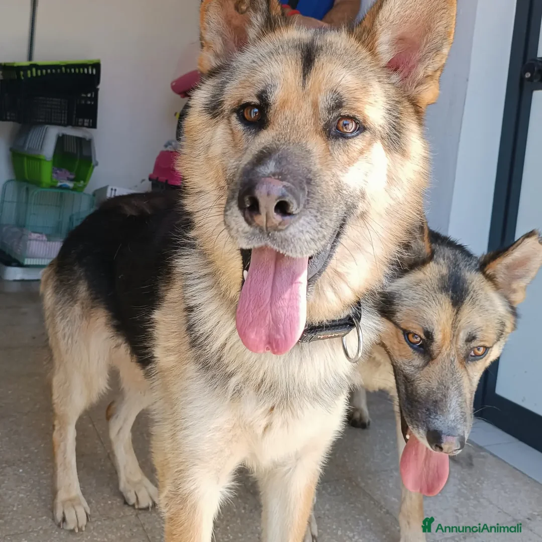 Pastore Tedesco cani in regalo: Strepitoso mix Pastore tedesco husky Whisky a Provincia di Latina - Annuncio 3