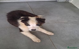 Australian Shepherd cani in vendita: Cuccioli pastore australiano pedigree  - Immagine 2