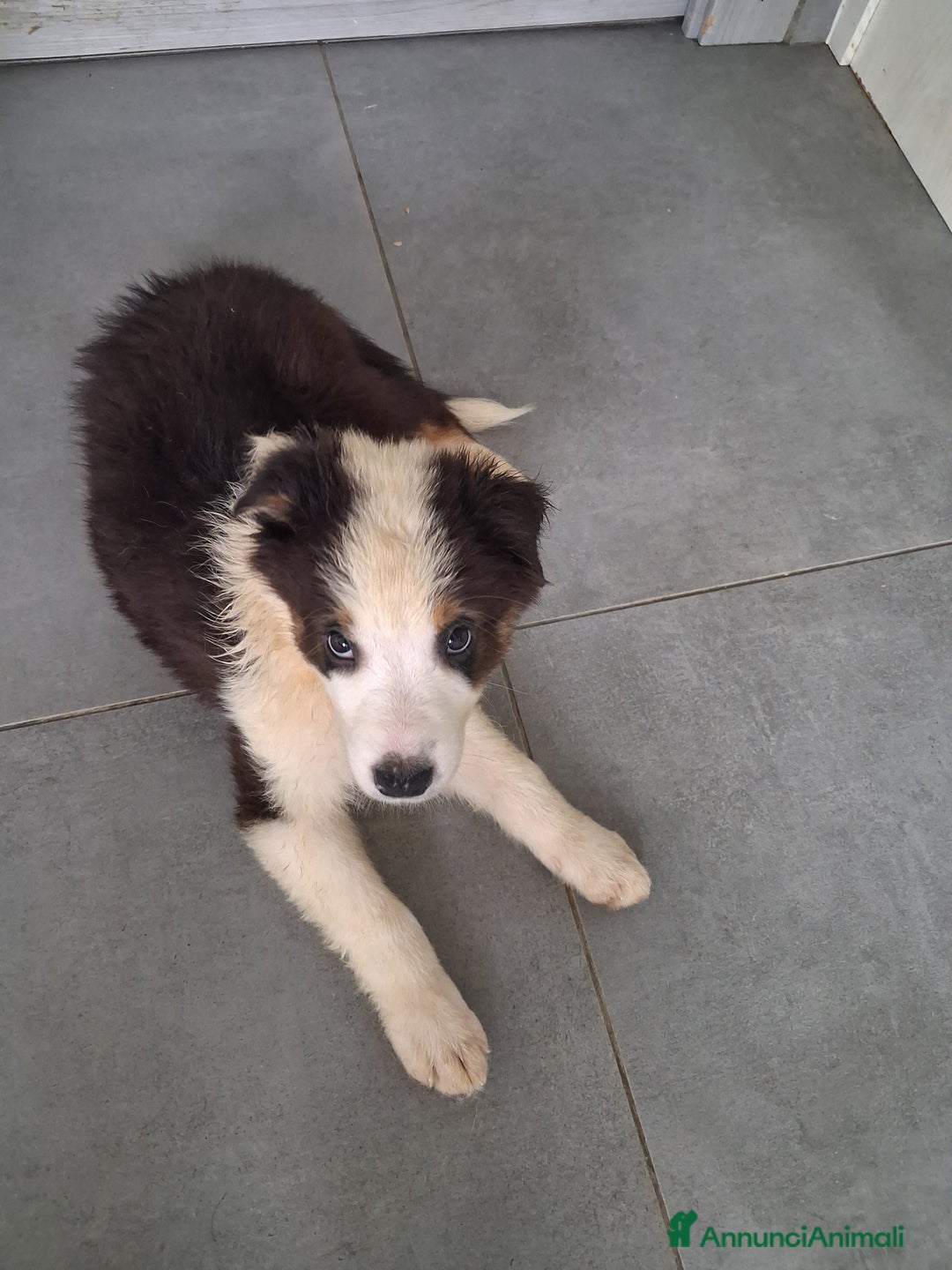 Australian Shepherd cani in vendita: Cuccioli pastore australiano pedigree  - Immagine 2