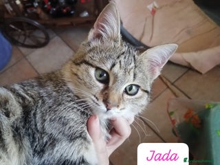 Altre razze gatti Gattini cercano urgentemente casa - Annuncio 35