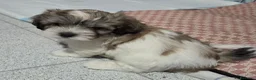 Shih Tzu cani in vendita: Cuccioli maschietti 2 vendesi - Annuncio 5