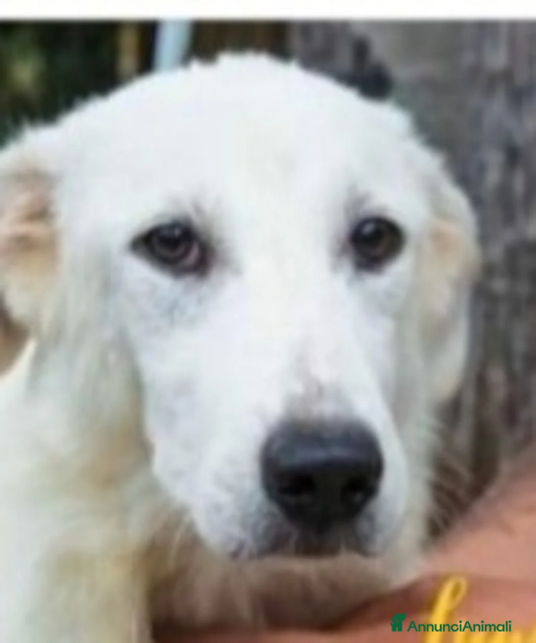 Meticcio cani in regalo: Sole 3anni trovato in 1sacco in 1canale.SICILIA a Città metropolitana di Milano - Annuncio 2