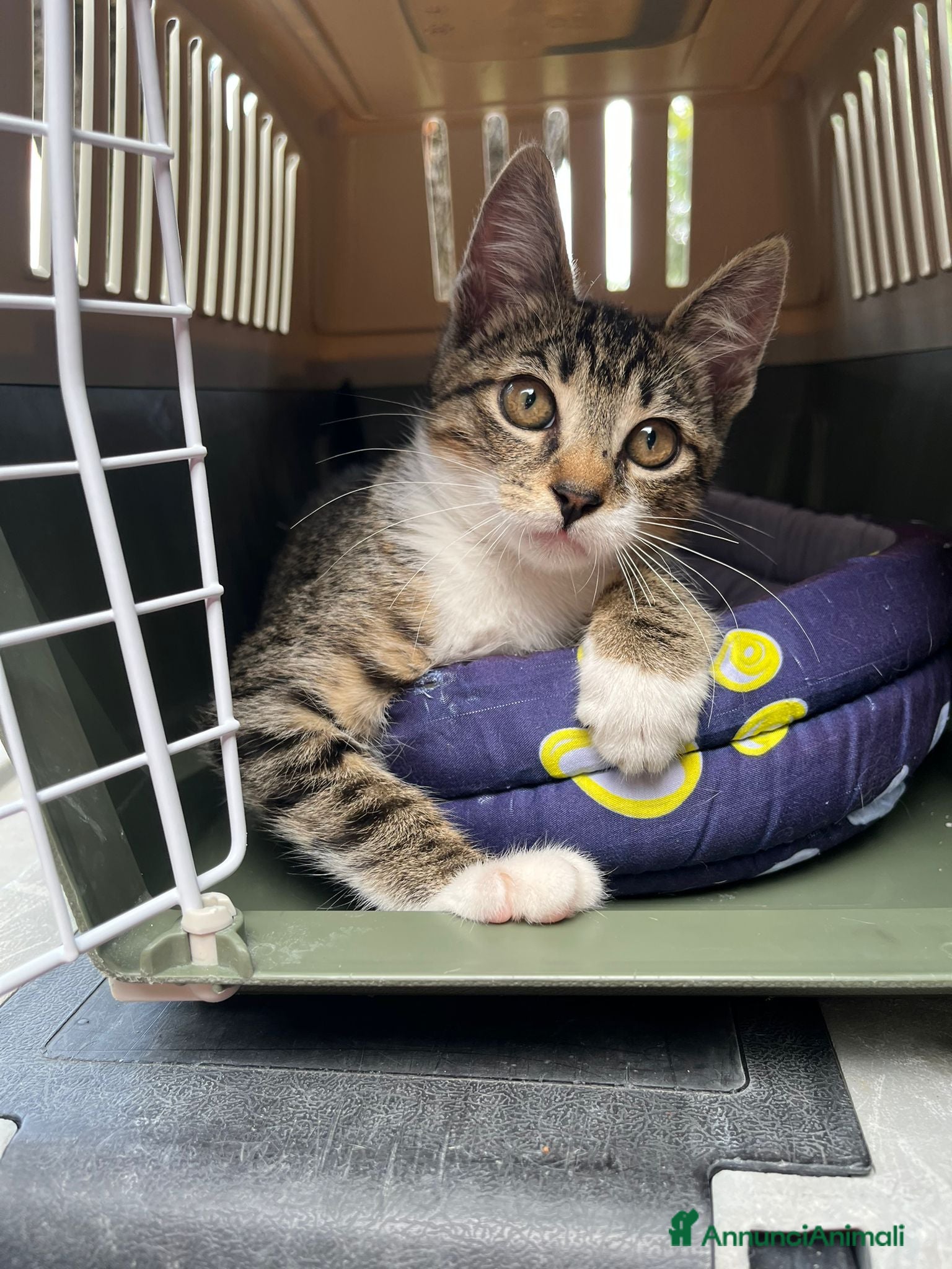 Europeo gatti Gattino maschio di 4 mesi - Annuncio 24