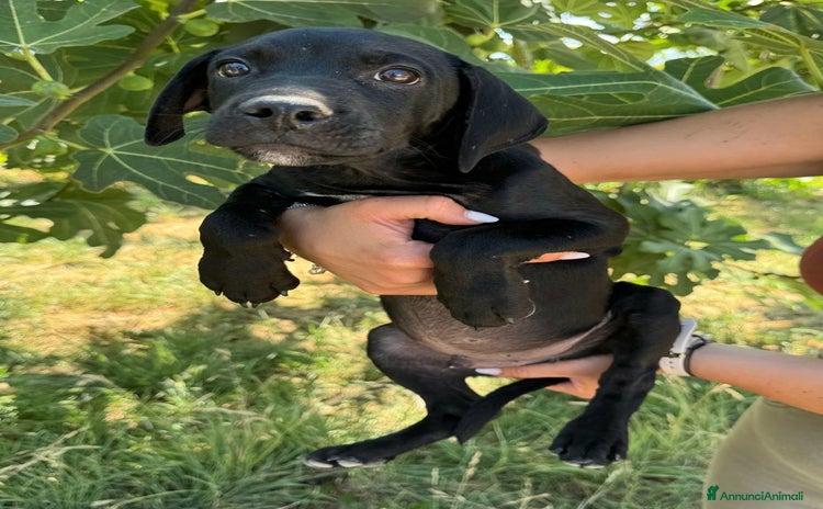 Meticcio cani a Provincia di Teramo - Annuncio 1