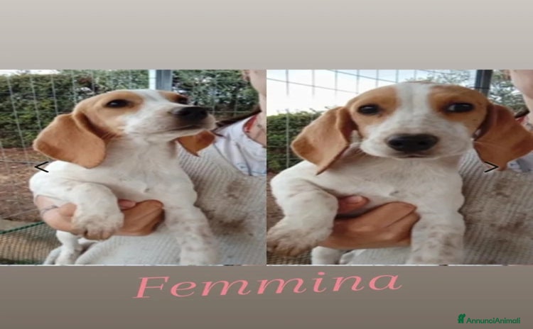 Beagle cani a Provincia di Barletta-Andria-Trani - Annuncio 3