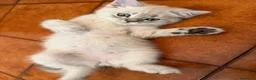Scottish gatti in vendita: Gattino schottish bianco con occhi azzurri - Annuncio 4