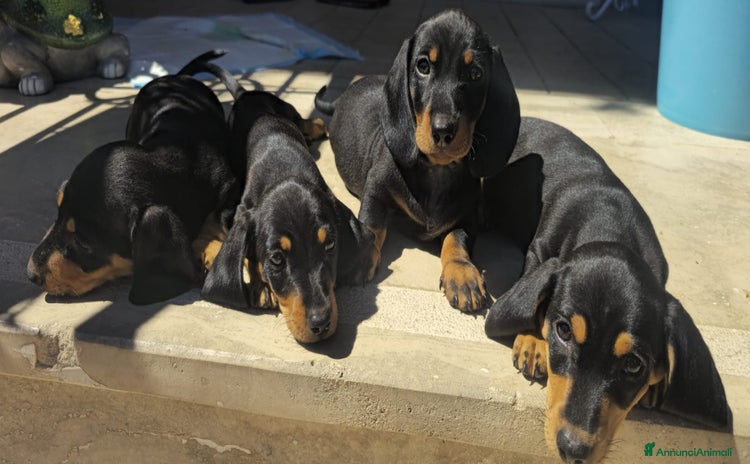 Bassotto cani a Città metropolitana di Roma Capitale - Annuncio 1