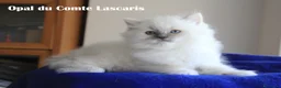 Ragdoll gatti in vendita: cucciola LILAC TORTIE MITTED stupenda con pedigree - Annuncio 6