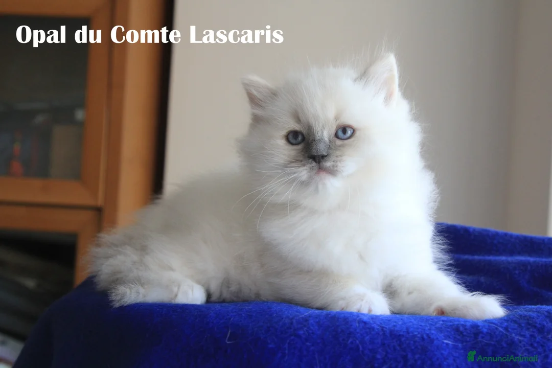 Ragdoll gatti in vendita: cucciola LILAC TORTIE MITTED stupenda con pedigree - Annuncio 6