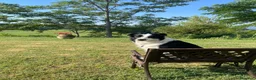 Border Collie cani per accoppiamento: Border Collie disponibile per monta - Annuncio 11