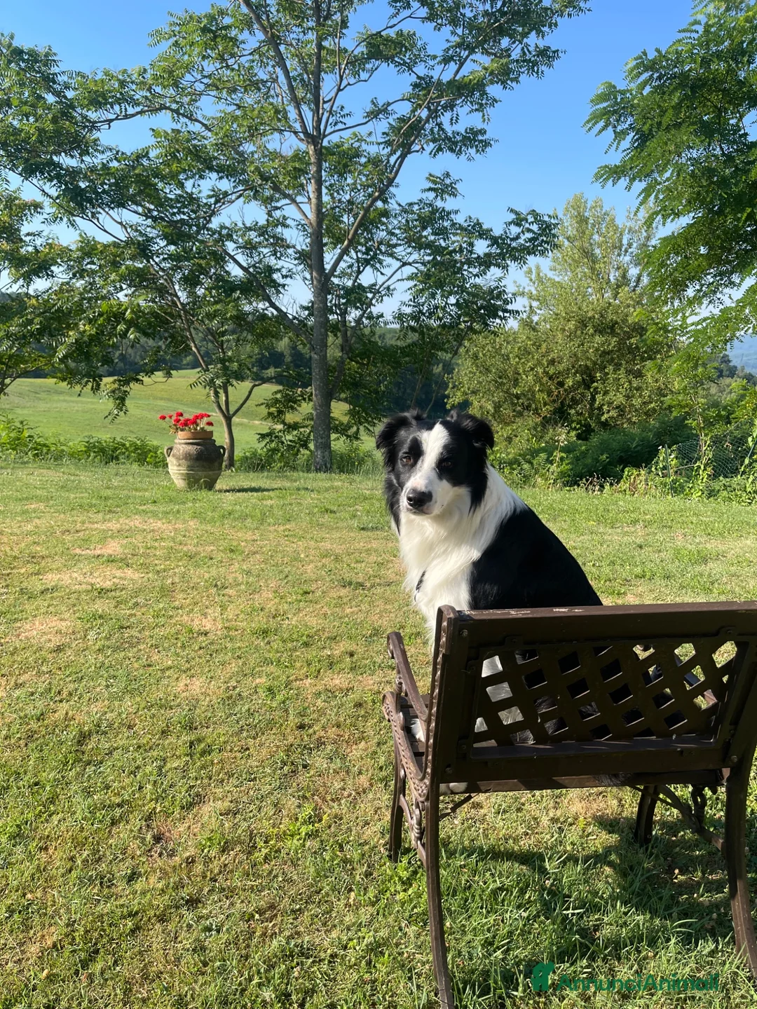 Border Collie cani per accoppiamento: Border Collie disponibile per monta - Annuncio 11