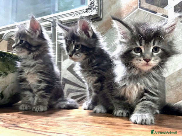 Maine Coon gatti Meravigliosi cuccioli di Maine Coon - Annuncio 2