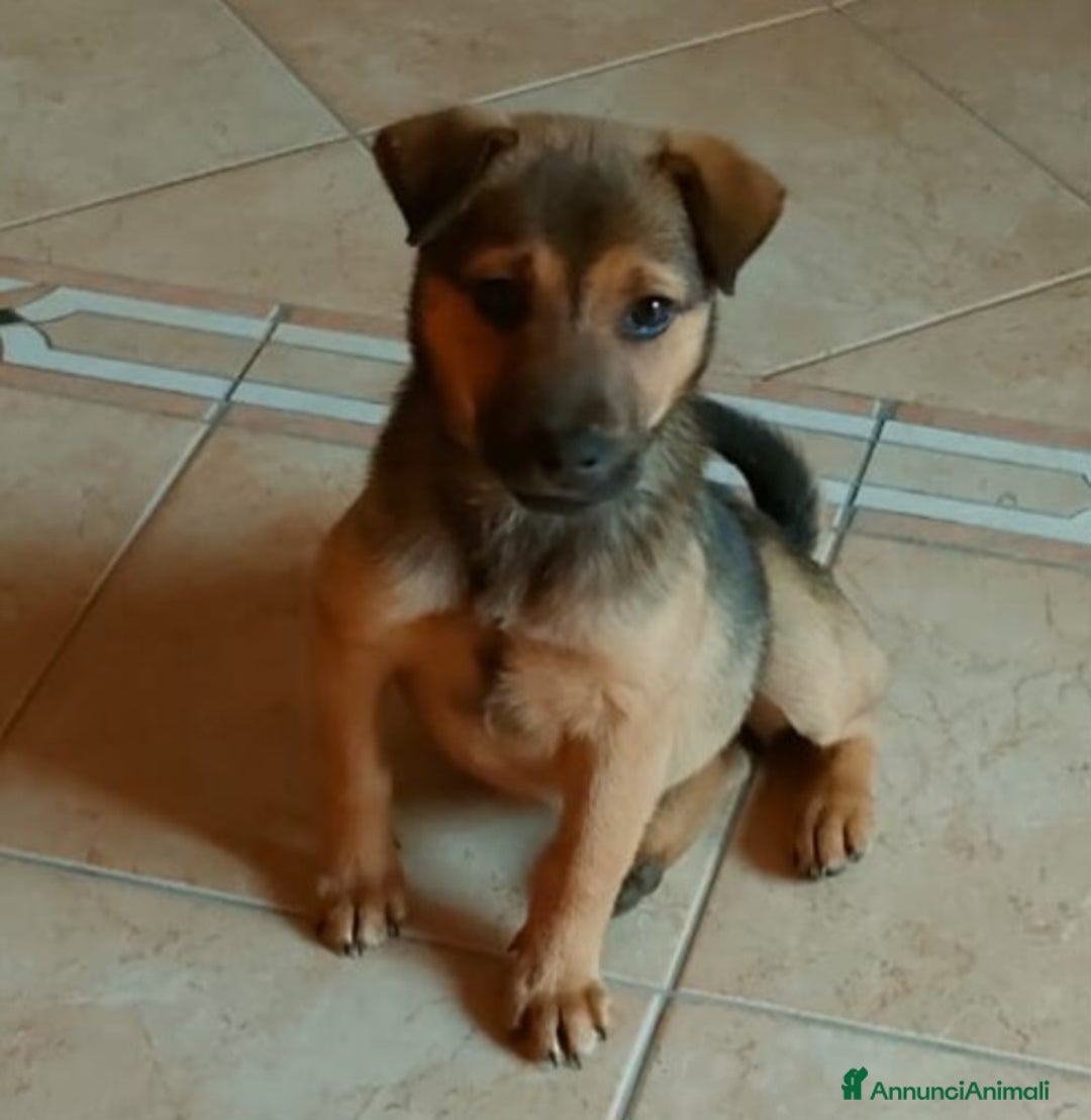 Meticcio cani in regalo: PEDRO E PIA - Annuncio 6