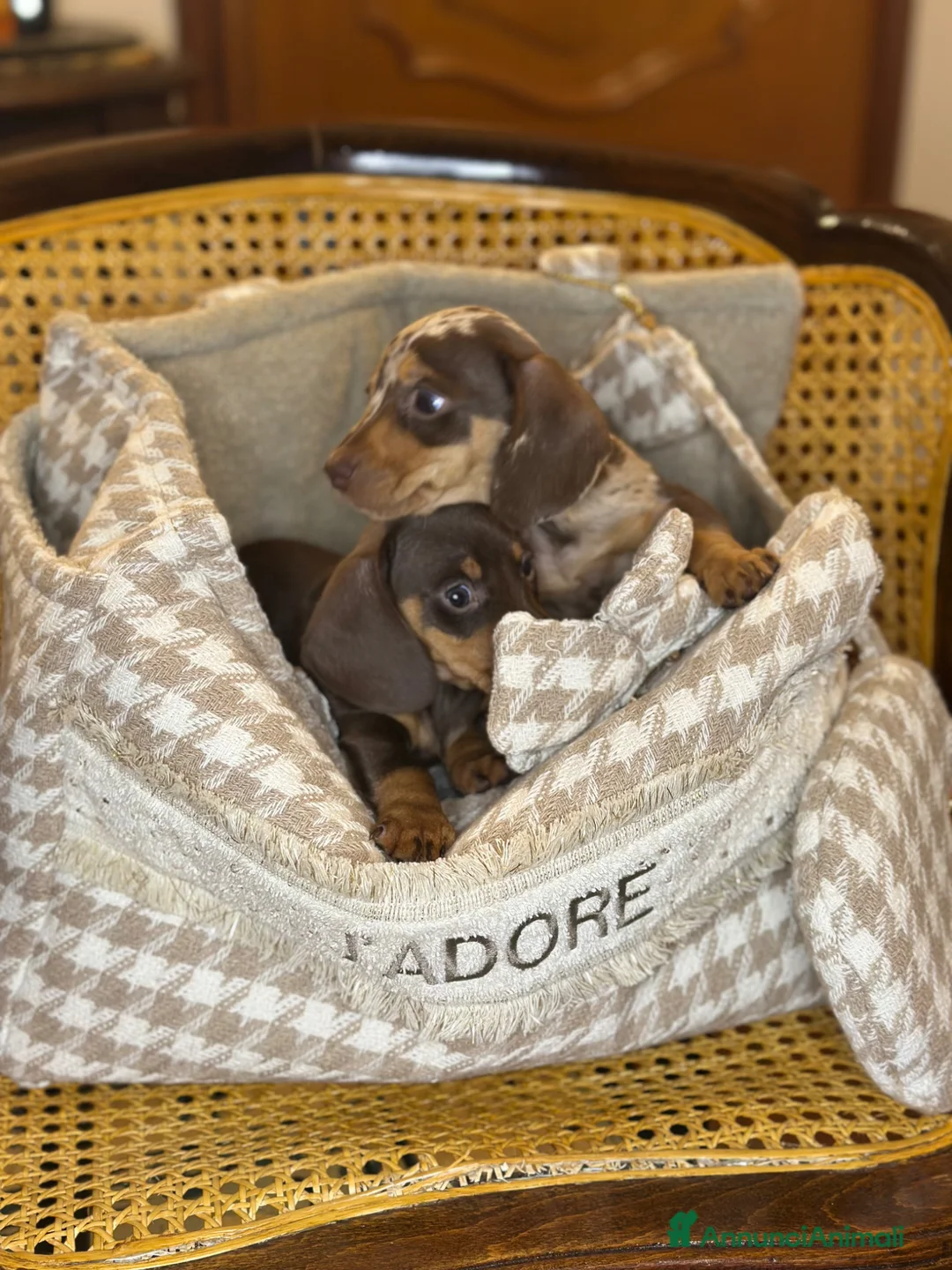 Bassotto cani in vendita: Bassotti pedigree Enci - Annuncio 2