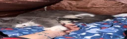 Siberiano gatti in vendita: Siberiani  - Annuncio 4