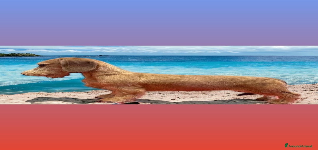 Immagine della galleria {{count}}