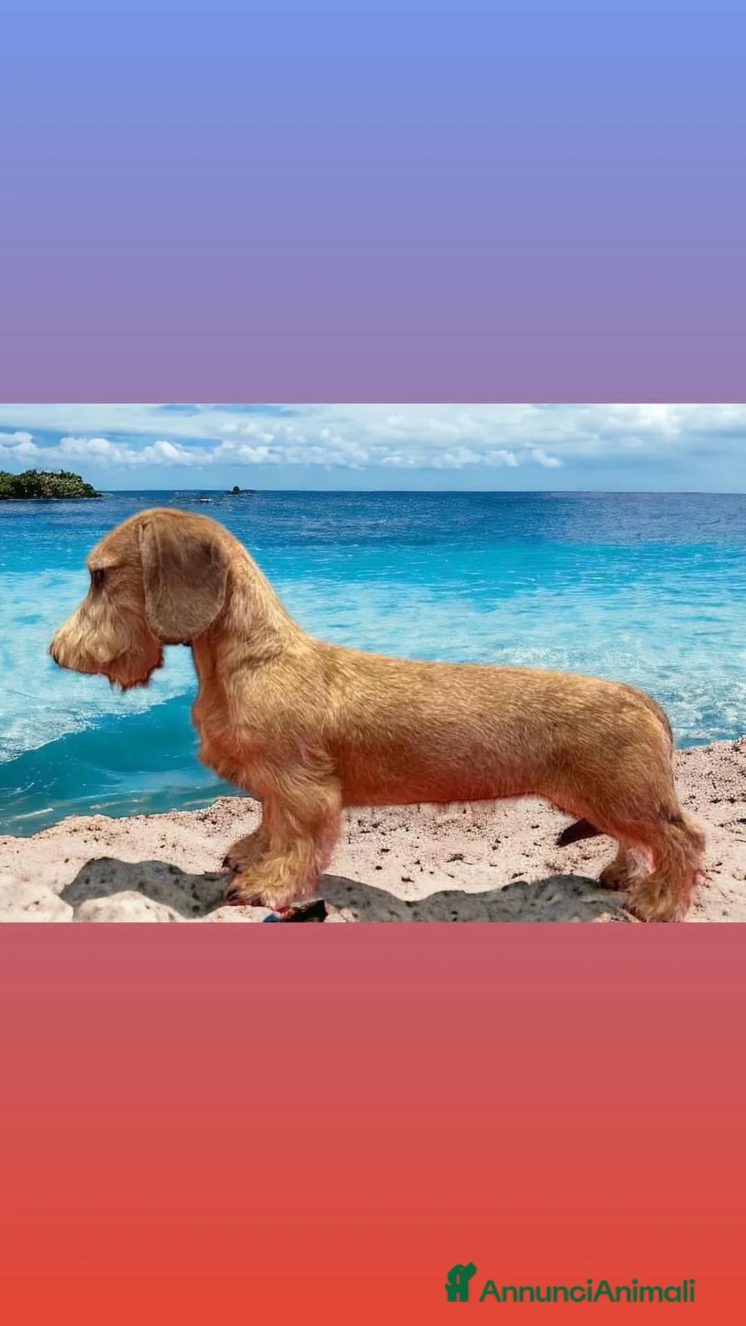 Immagine della galleria {{count}}