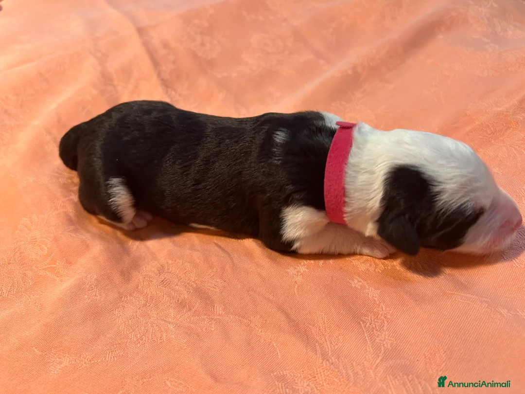 Bobtail cani in vendita: Cuccioli di Bobtail  - Annuncio 14