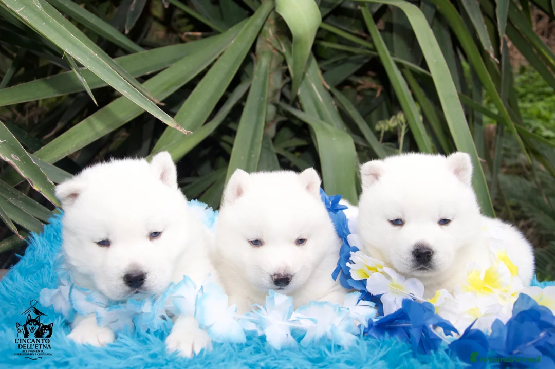 Husky cani in vendita: Siberian Husky cuccioli total white linea russa - Annuncio 2