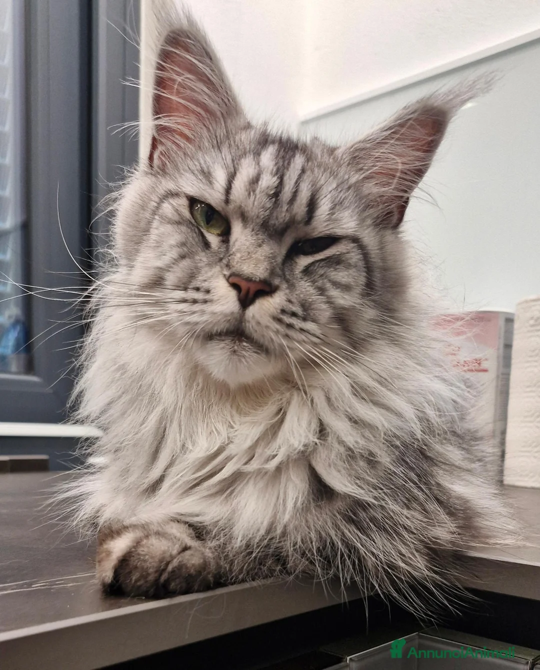 Maine Coon gatti in vendita: Unica signorina - Annuncio 2