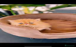 Persiano gatti in vendita: Cuccioli di Gatto Persiano ed Exotic  a Città metropolitana di Catania - Immagine 1