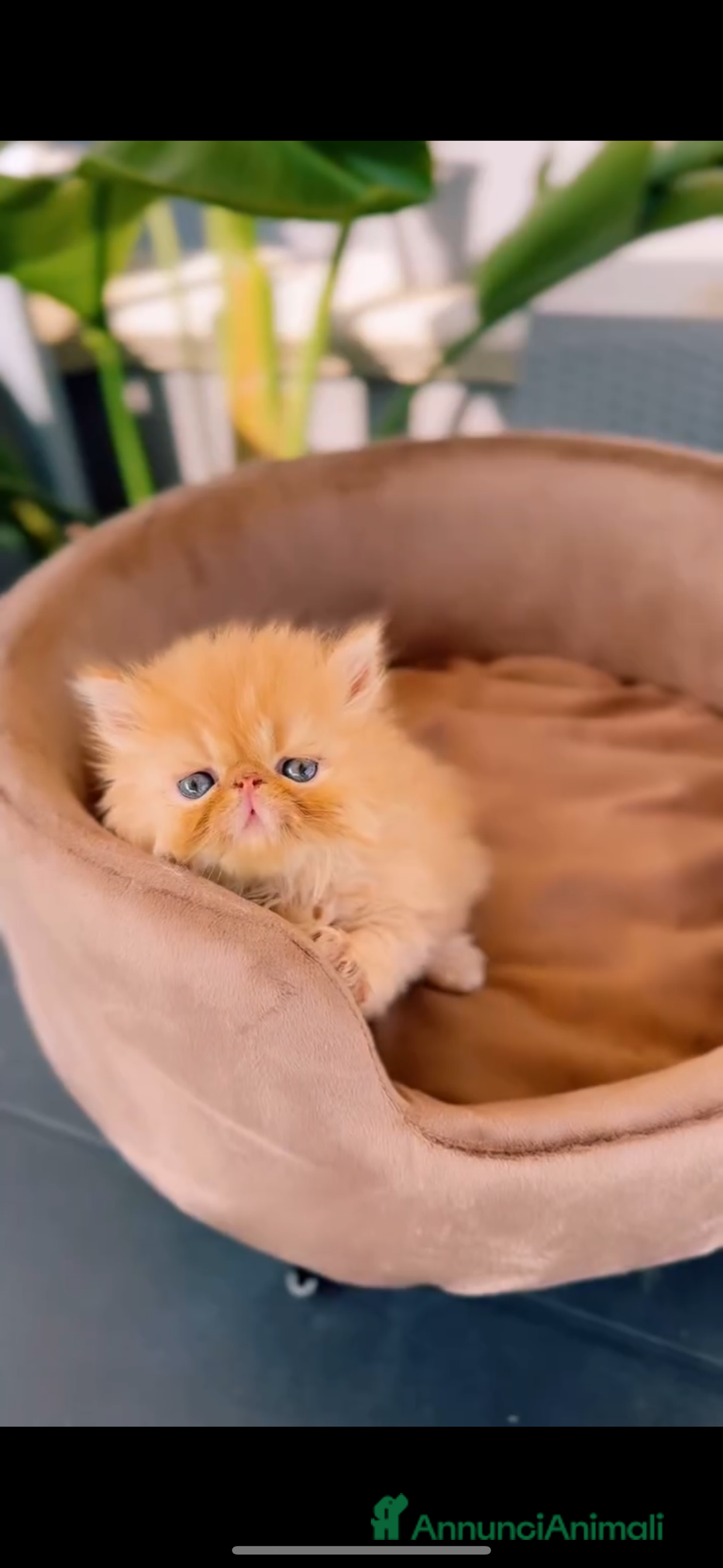 Persiano gatti in vendita: Cuccioli di Gatto Persiano ed Exotic  a Città metropolitana di Catania - Immagine 1