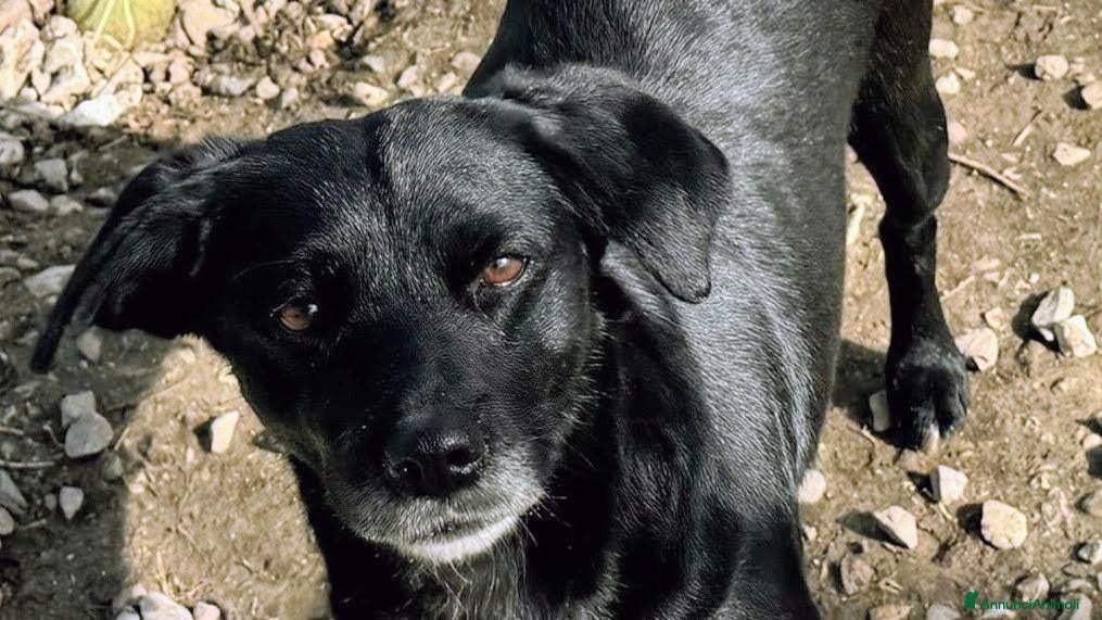 Meticcio cani 9/10 kg  3 anni, dolcissima  - Annuncio 14