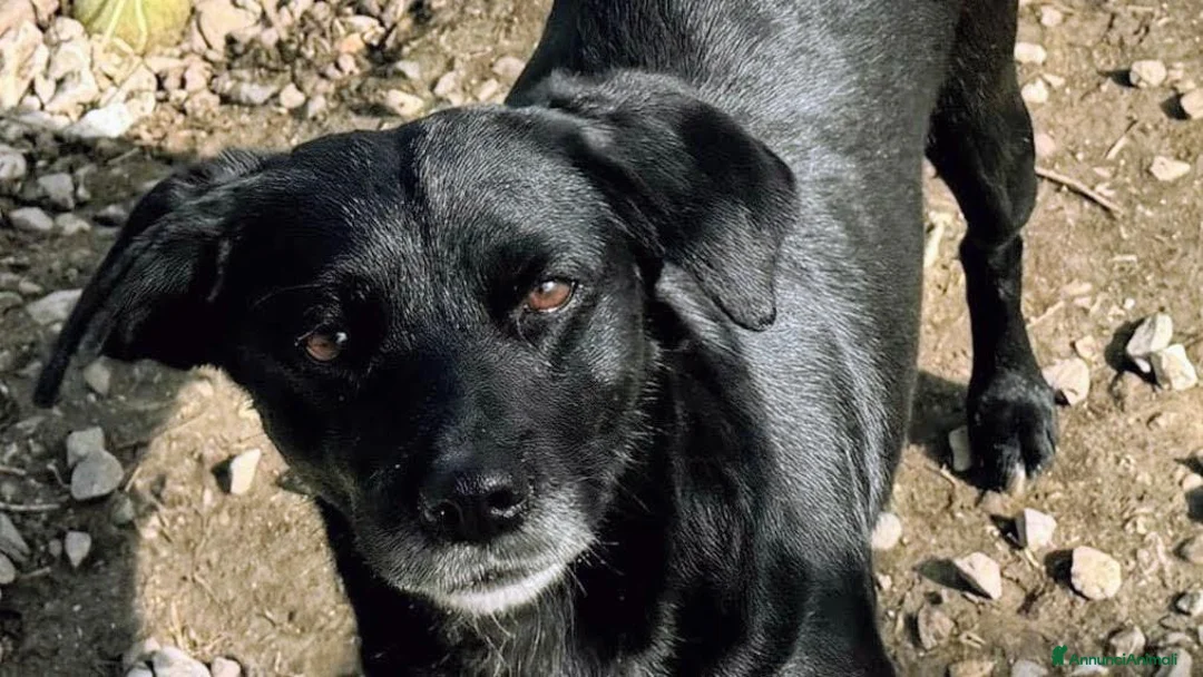 Meticcio cani in regalo: 9/10 kg  3 anni, dolcissima  - Annuncio 1