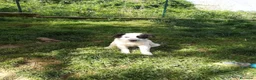 Meticcio cani in regalo: ZARA MIX SETTER/BORDER COLLIE  a Provincia di Varese - Annuncio 6