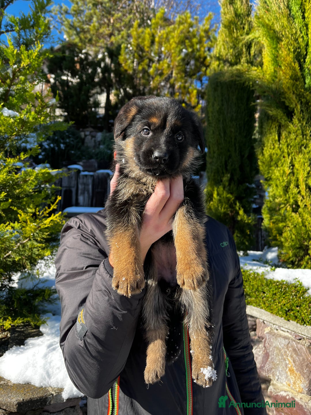 Pastore Tedesco cani in vendita: Cuccioli di pastore tedesco con pedigree - Annuncio 4