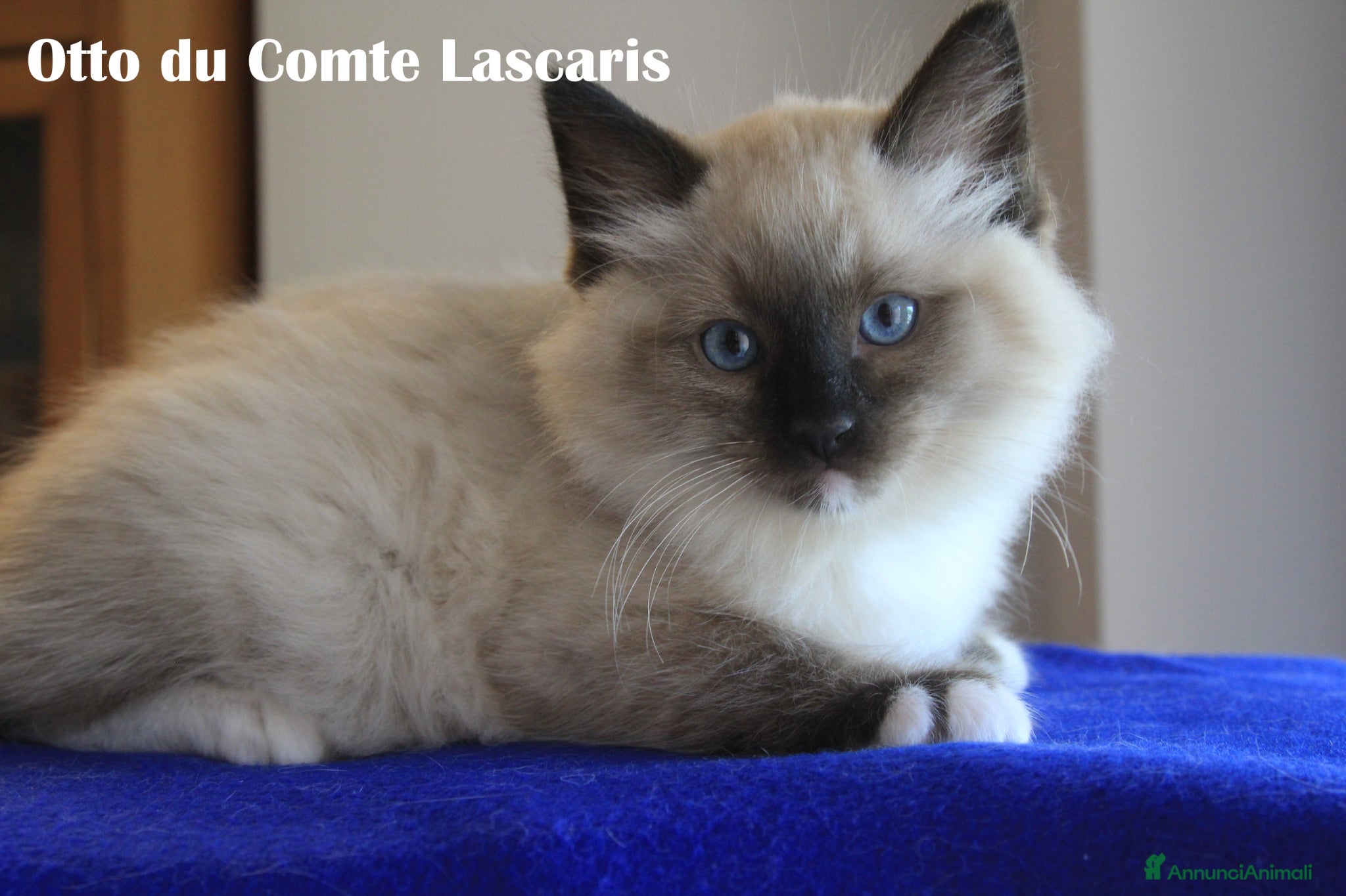 Ragdoll gatti gattino razza ragdoll super coccolone - Annuncio 3