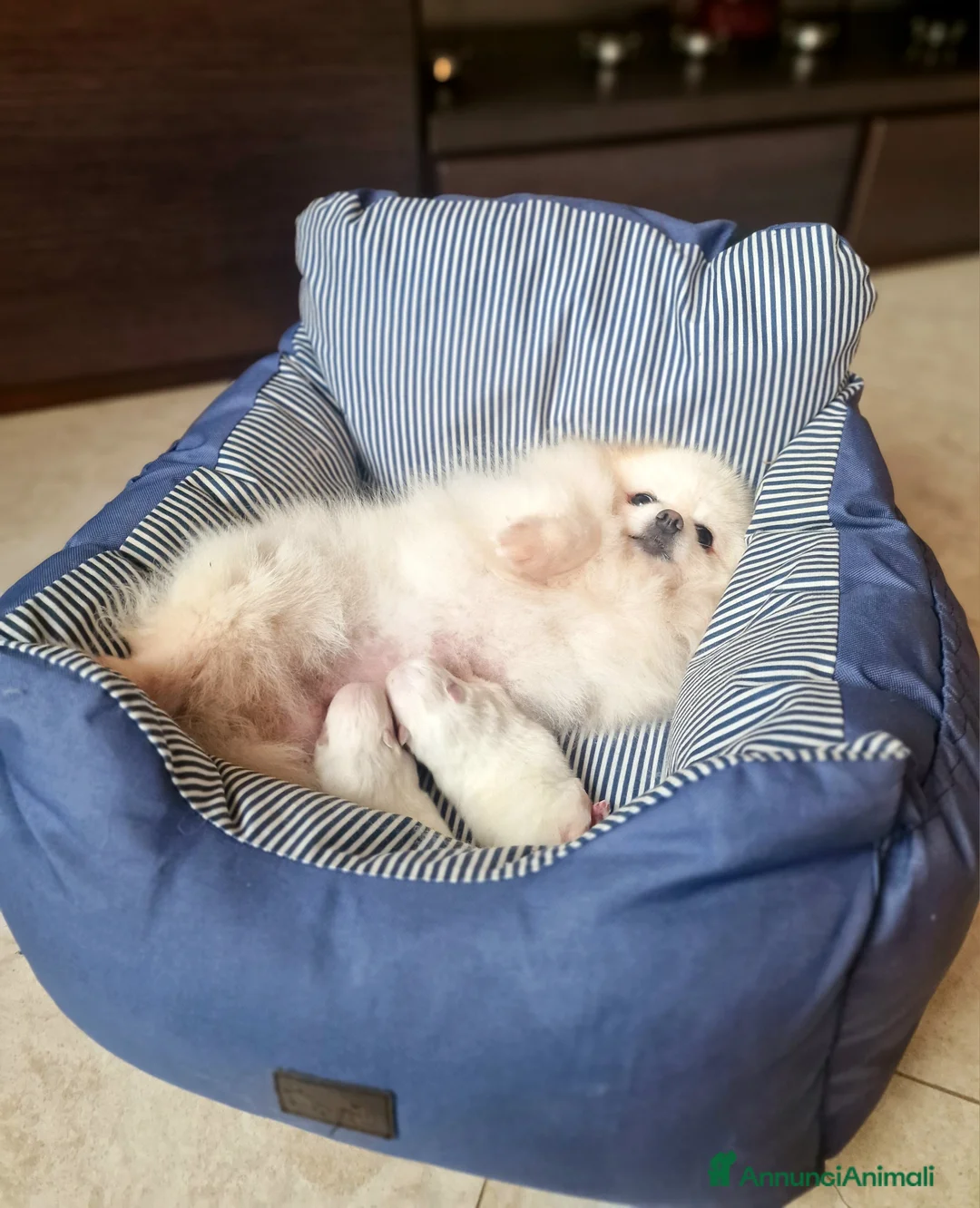 Spitz cani in vendita: Spitz tedesco NANO  (POMERANIA) - Annuncio 2