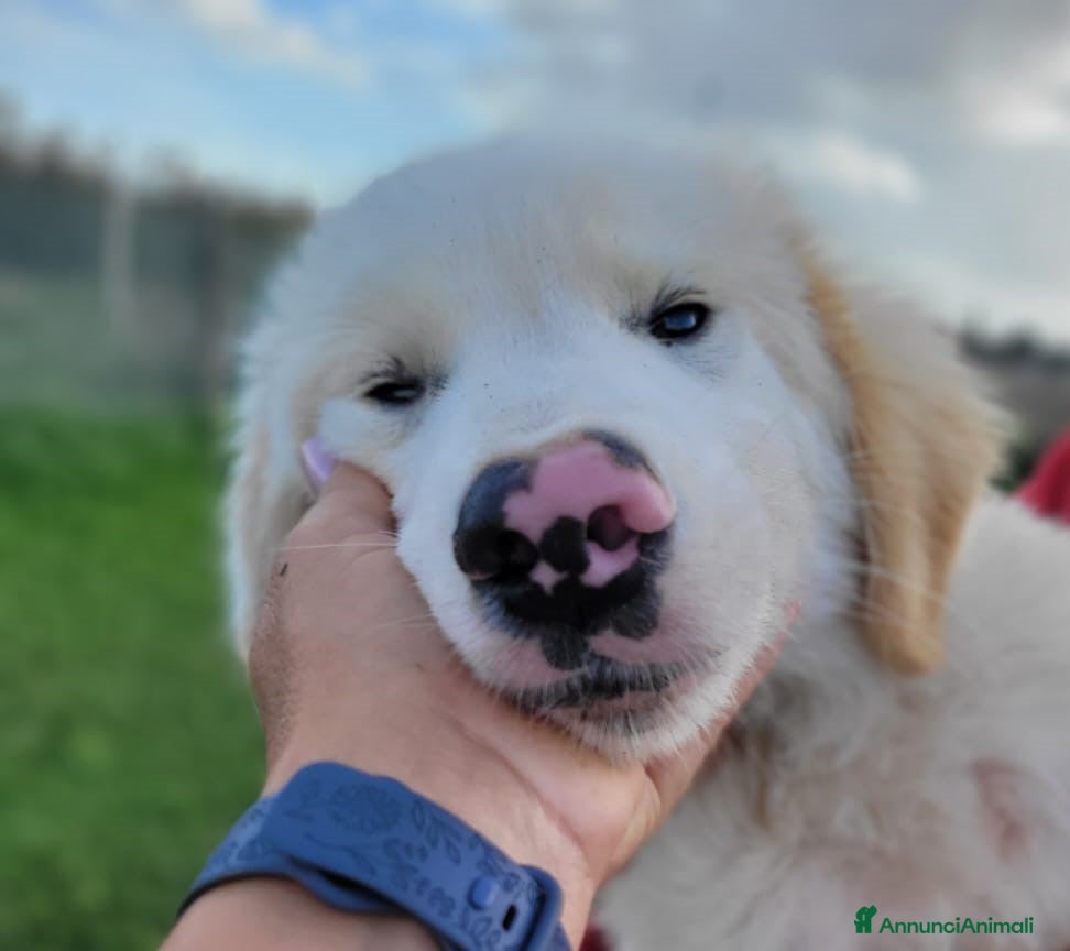 Pastore Maremmano cani Cesare, cucciolo dal nasino maculato ❣️ - Annuncio 22