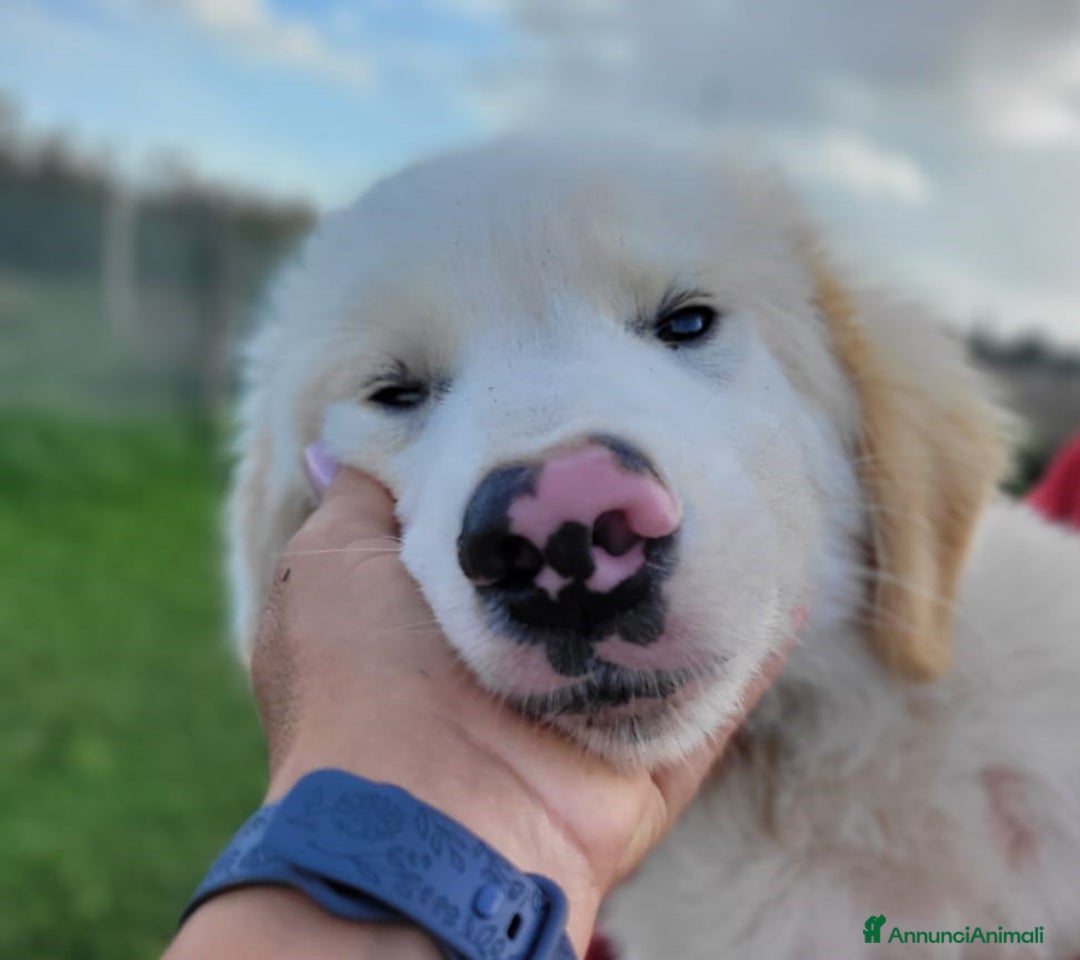 Pastore Maremmano cani in regalo: Cesare, cucciolo dal nasino maculato ❣️ - Annuncio 1
