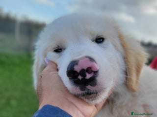 Pastore Maremmano cani Cesare, cucciolo dal nasino maculato ❣️ - Annuncio 13
