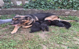 Pastore Tedesco cani in vendita: Cuccioli pastore tedesco  a Provincia di Cuneo - Immagine 2