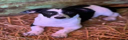 Meticcio cani in regalo: FLORIA e FANA, sorelline a macchioline! TG PICCOLA - Annuncio 3