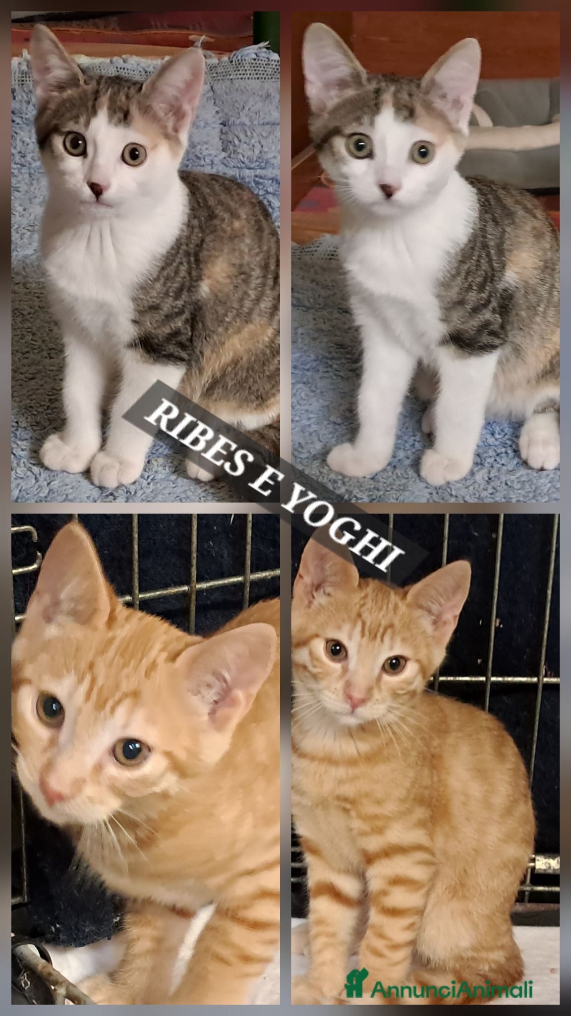 Europeo gatti Ribes e Yoghi, bellissimi fratellini - Annuncio 6
