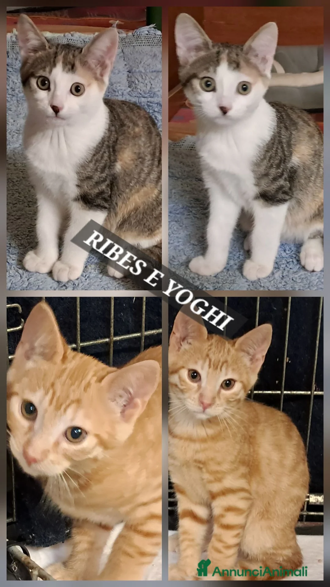 Europeo gatti in regalo: Ribes e Yoghi, bellissimi fratellini - Annuncio 1