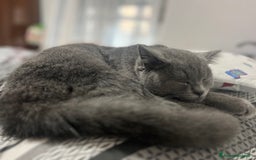 British gatti in vendita: British Shorthair  - Immagine 5