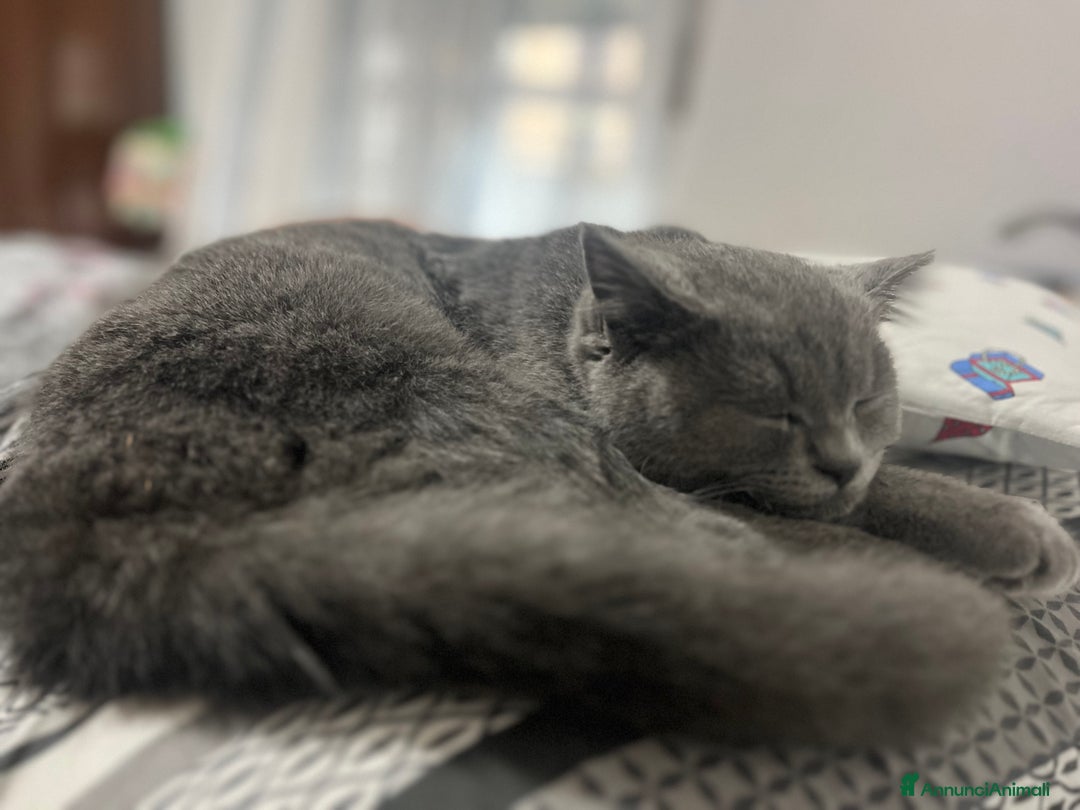 British gatti in vendita: British Shorthair  - Immagine 5