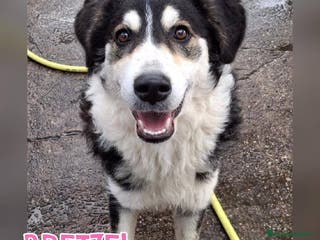 Meticcio cani BRETZEL 🩷-cucciola, ancora senza casa.Contattaci! - Annuncio 34