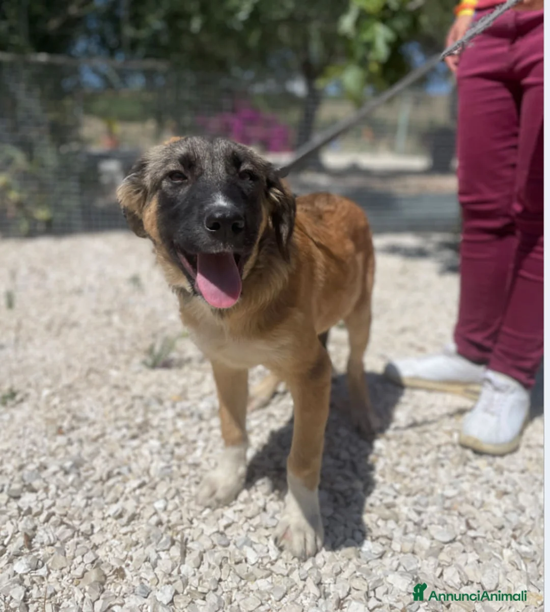 Altre razze cani in regalo: ALBA ARGO ATHENA E ATHOS - Annuncio 4