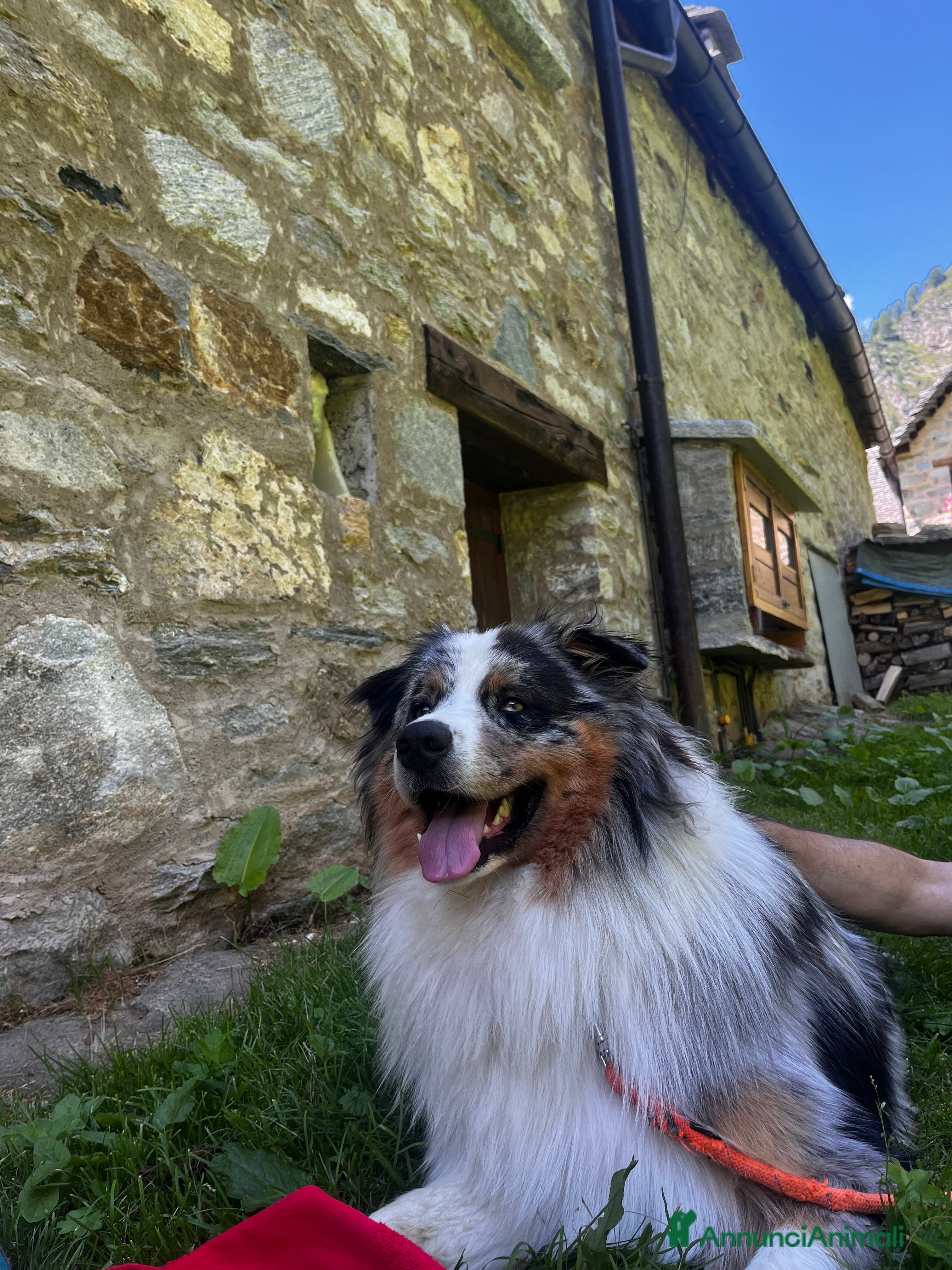 Australian Shepherd cani Lucky cerca compagna - Annuncio 2