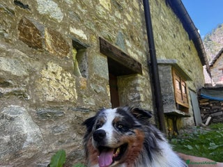 Australian Shepherd cani Lucky cerca compagna - Annuncio 35