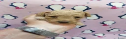 Barboncino cani in vendita: Barboncini nani cuccioli - Annuncio 15