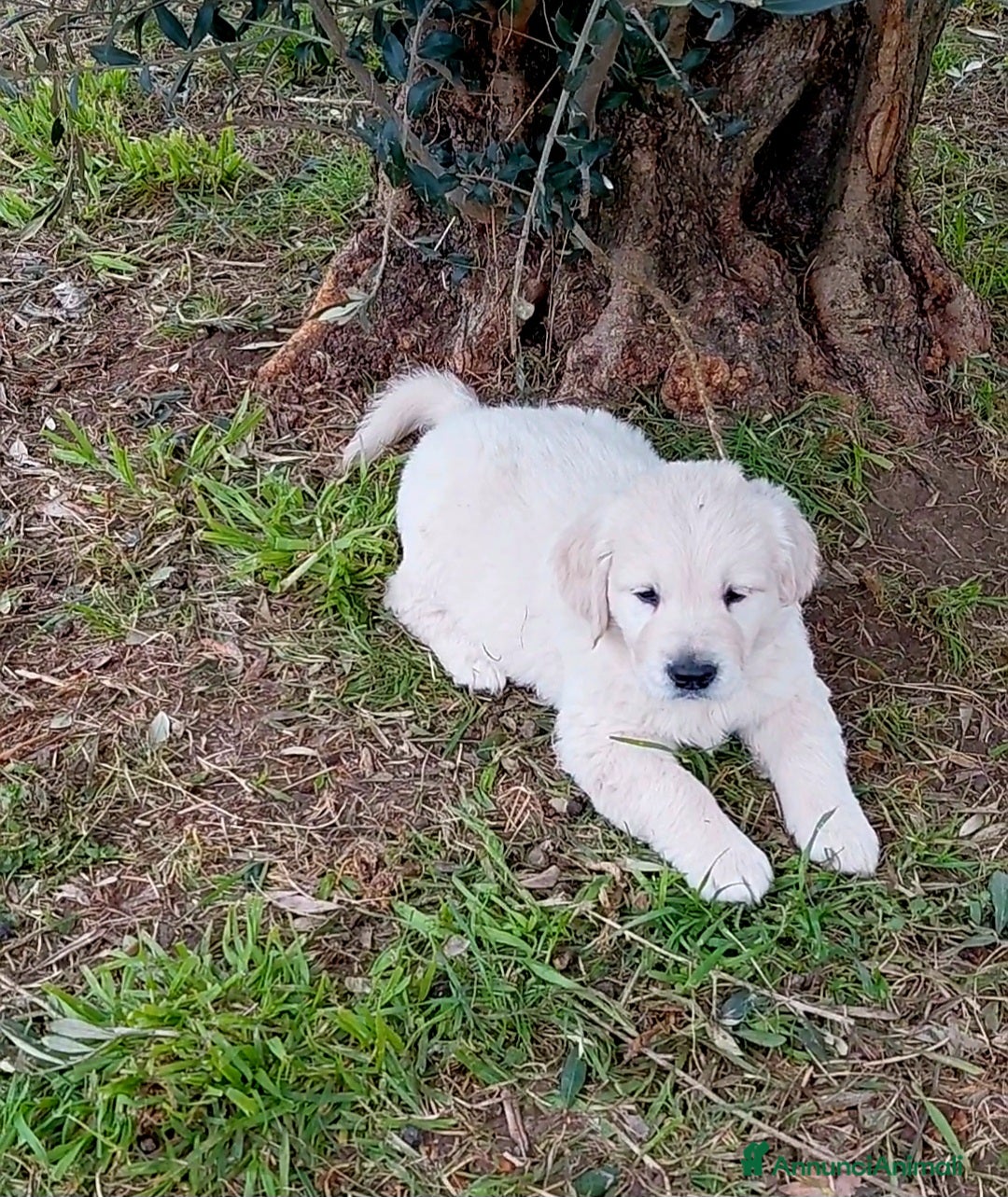 Golden Retriever cani in vendita: Cuccioli di Golden Retriever  - Annuncio 7